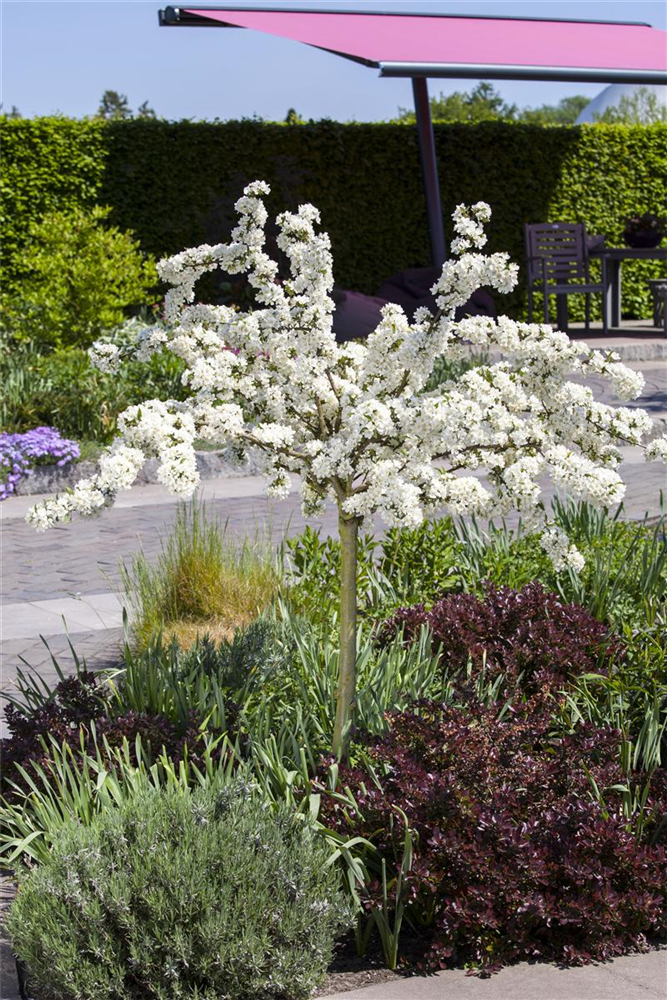 Malus 'Tina' CAC