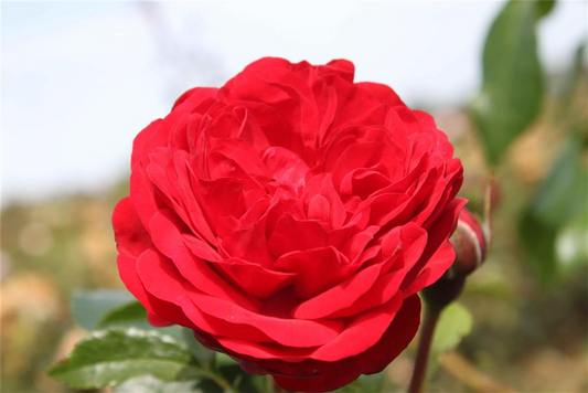 Beetrose 'Out of Rosenheim'®