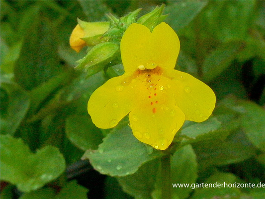 Gelbblühende Gauklerblume