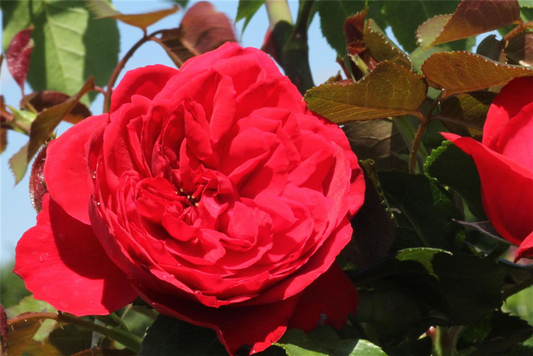 Strauchrose 'Elbjuwel'®