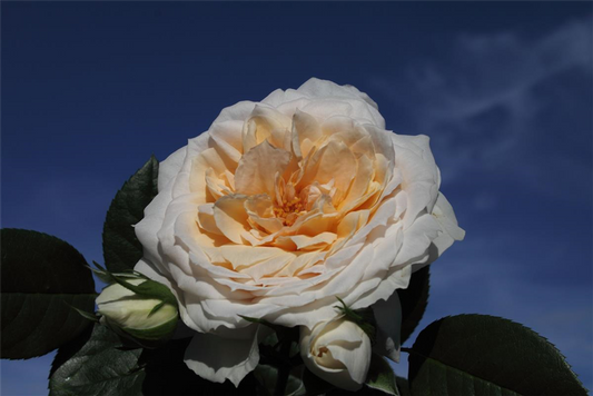 Beetrose 'Lions-Rose'®