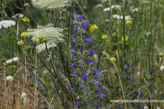 Gewöhnlicher Natternkopf