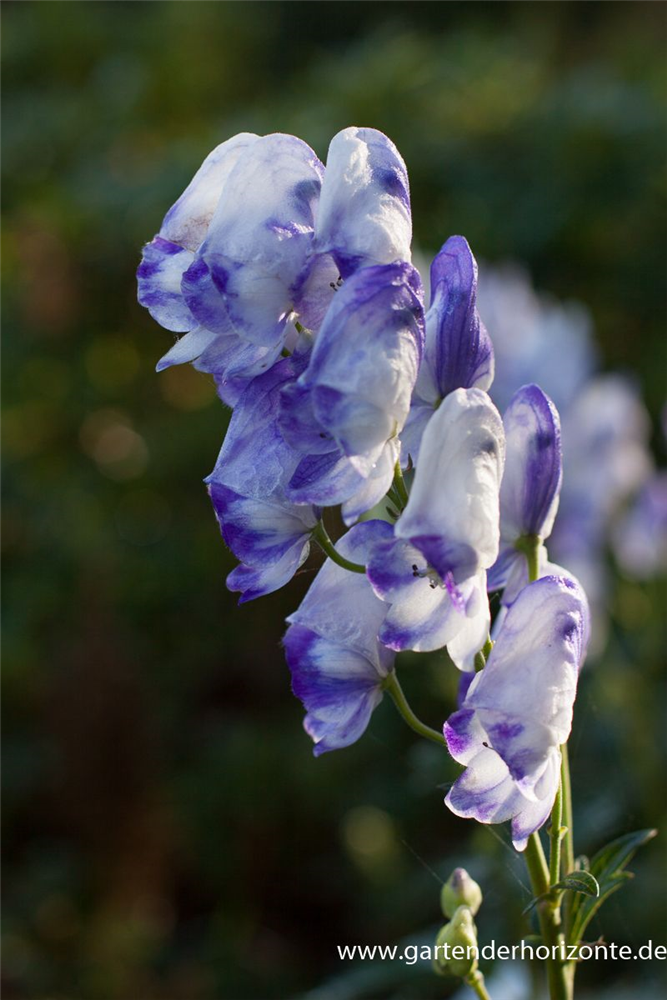 Hoher Herbst-Eisenhut