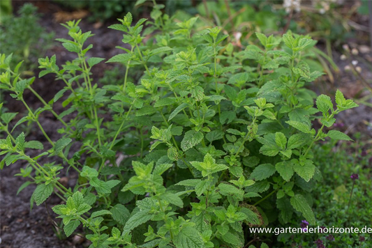 Zitronen-Melisse