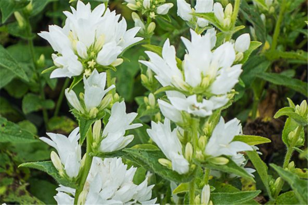 Campanula glomerata 'Alba'