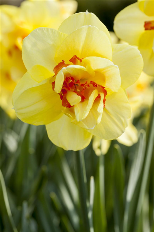 Edelnarzisse 'Tahiti' - 5 Blumenzwiebeln