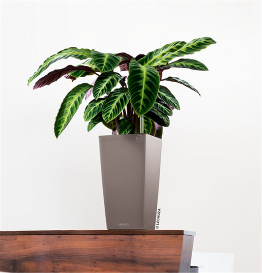 LECHUZA CUBICO Color 22