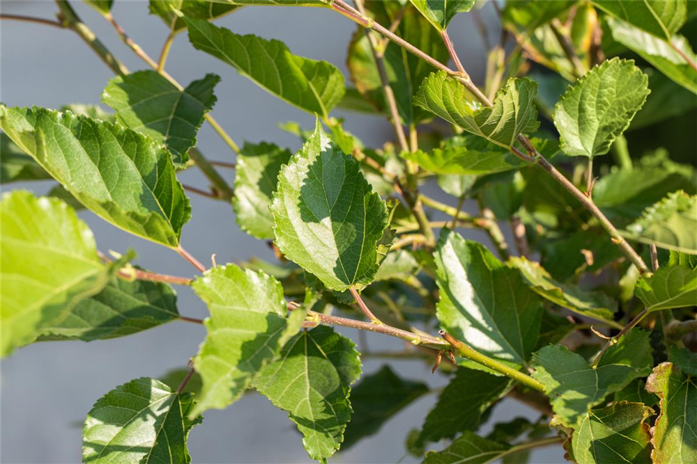 Maulbeere BobBonBerry® 'MojoBerry'