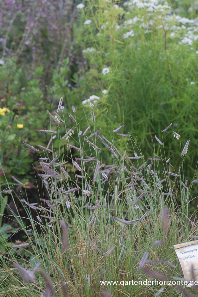 Bouteloua gracilis