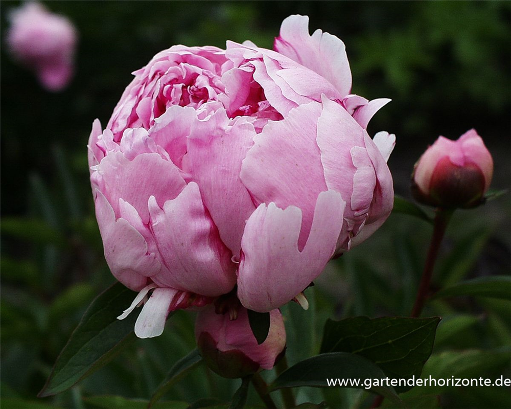 Garten-Pfingstrose 'Sarah Bernhardt'