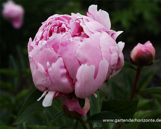 Garten-Pfingstrose 'Sarah Bernhardt'