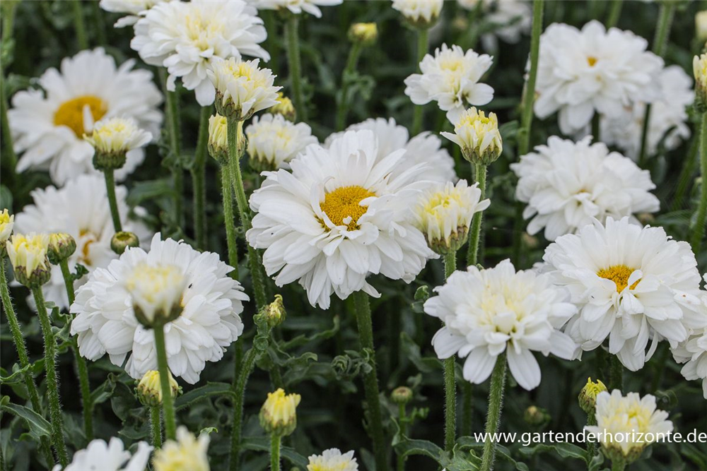 Großblumige Garten-Margerite 'Victorian Secret'
