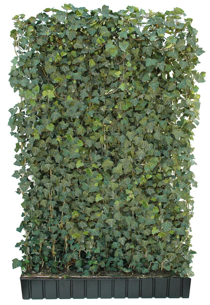 Hedera helix 'Woerneri', Hecke am laufenden Meter