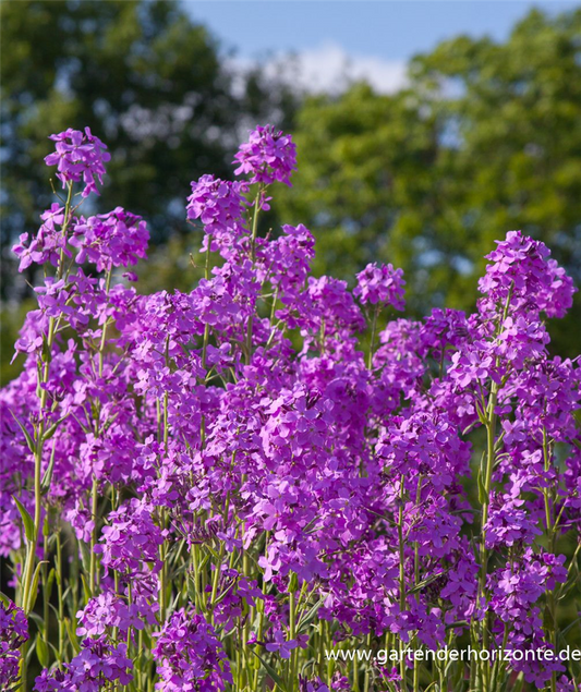 Gewöhnliche Nachtviole