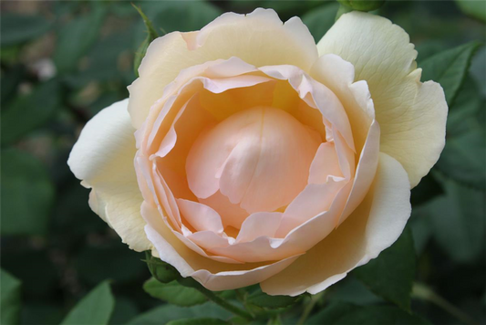 Strauchrose 'Wollerton Old Hall'®
