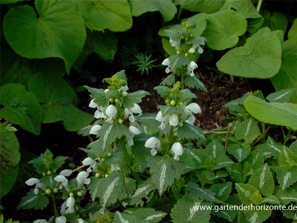 Lamium maculatum 'Album'