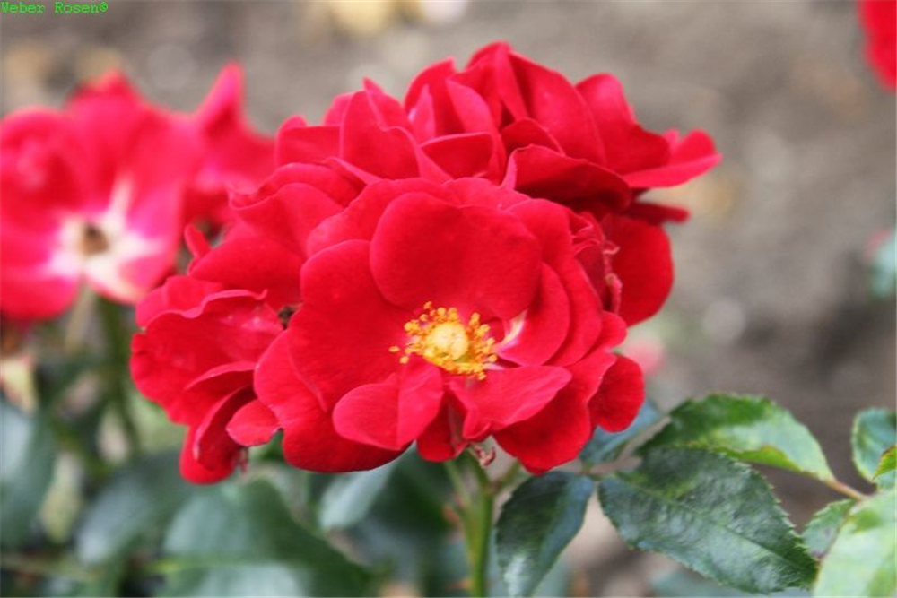 Bodendeckerrose 'Matador'®