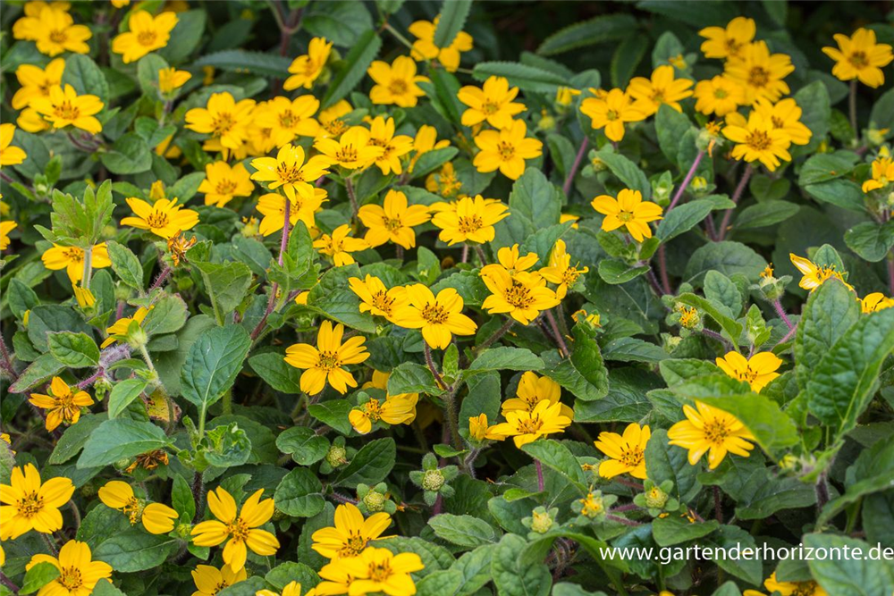 Chrysogonum virginianum 'Andre Viette'