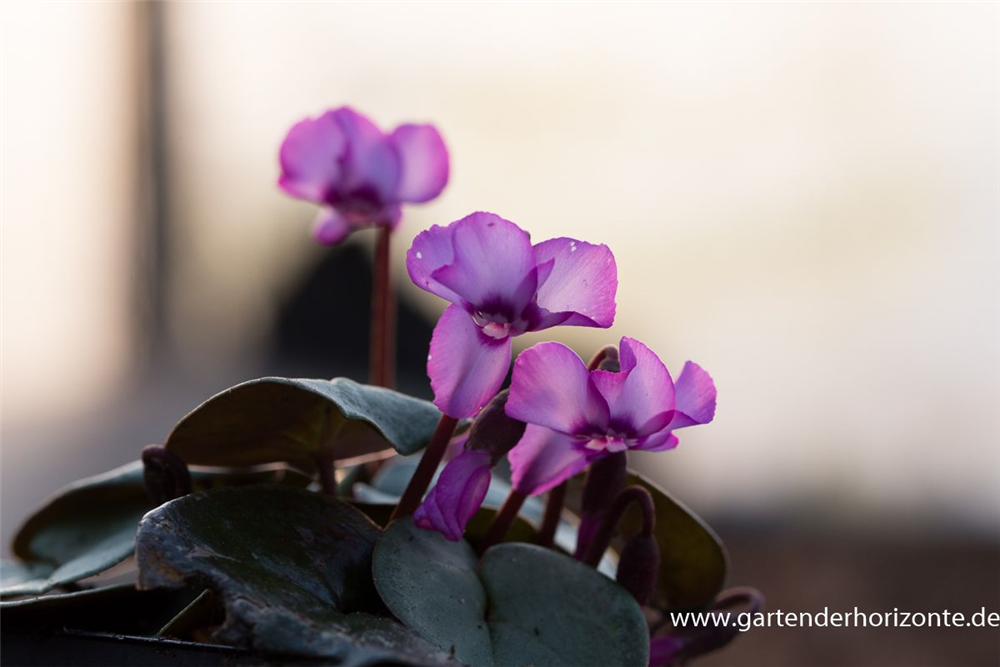 Cyclamen coum 'Rose Silverleaf'