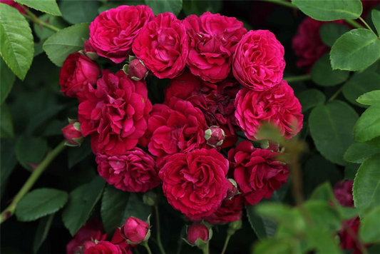 Kletterrose 'Chevy Chase'