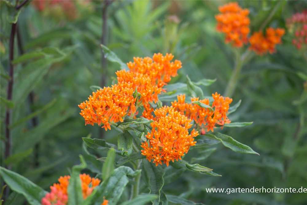 Knollige Seidenpflanze