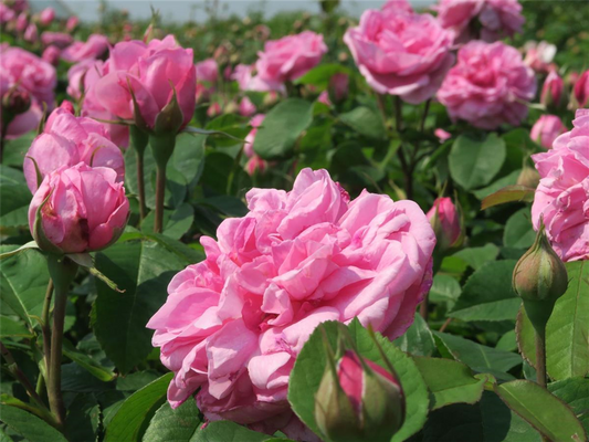 Englische Strauchrose 'Gertrude Jekyll'®