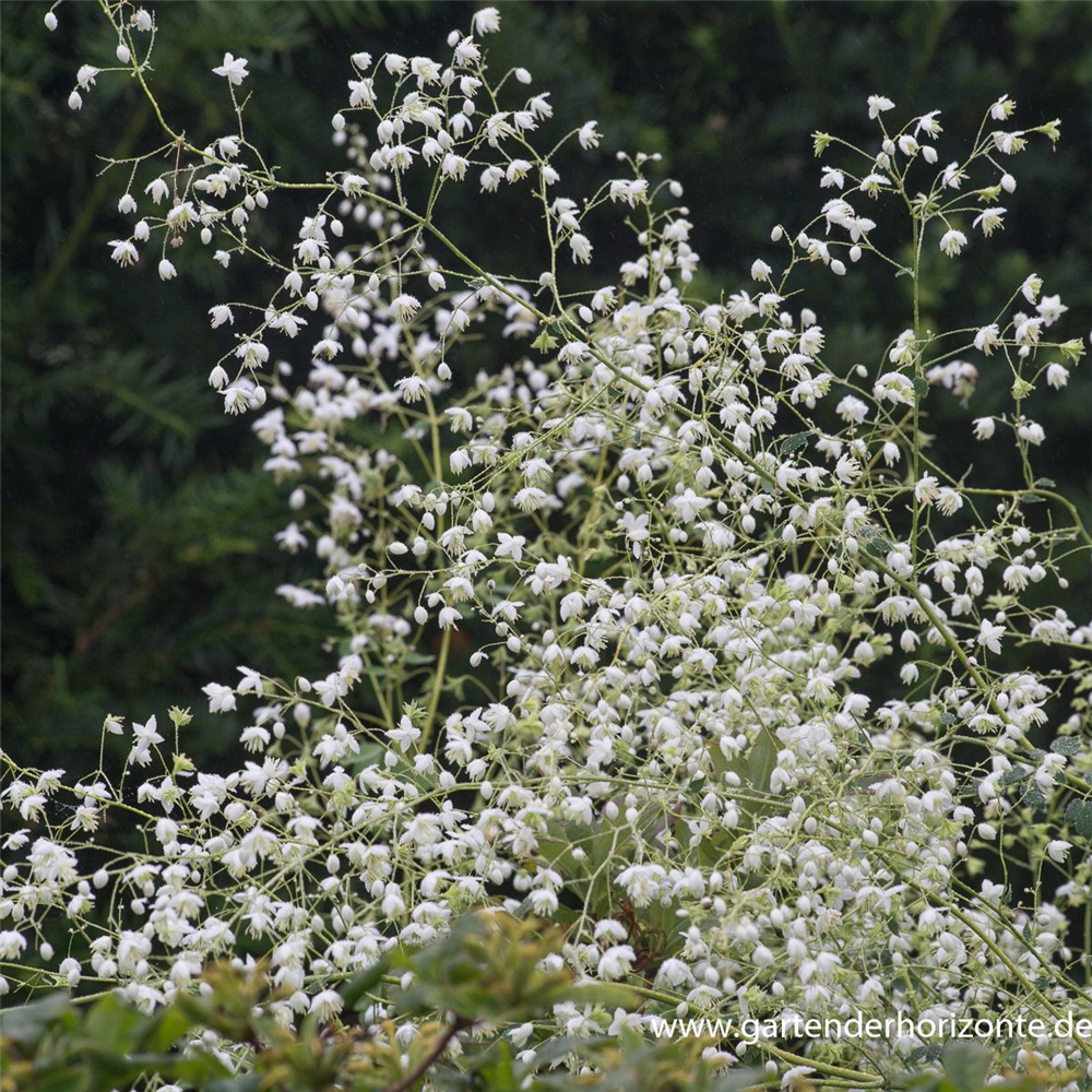 Garten-Wiesenraute 'Splendide White'®