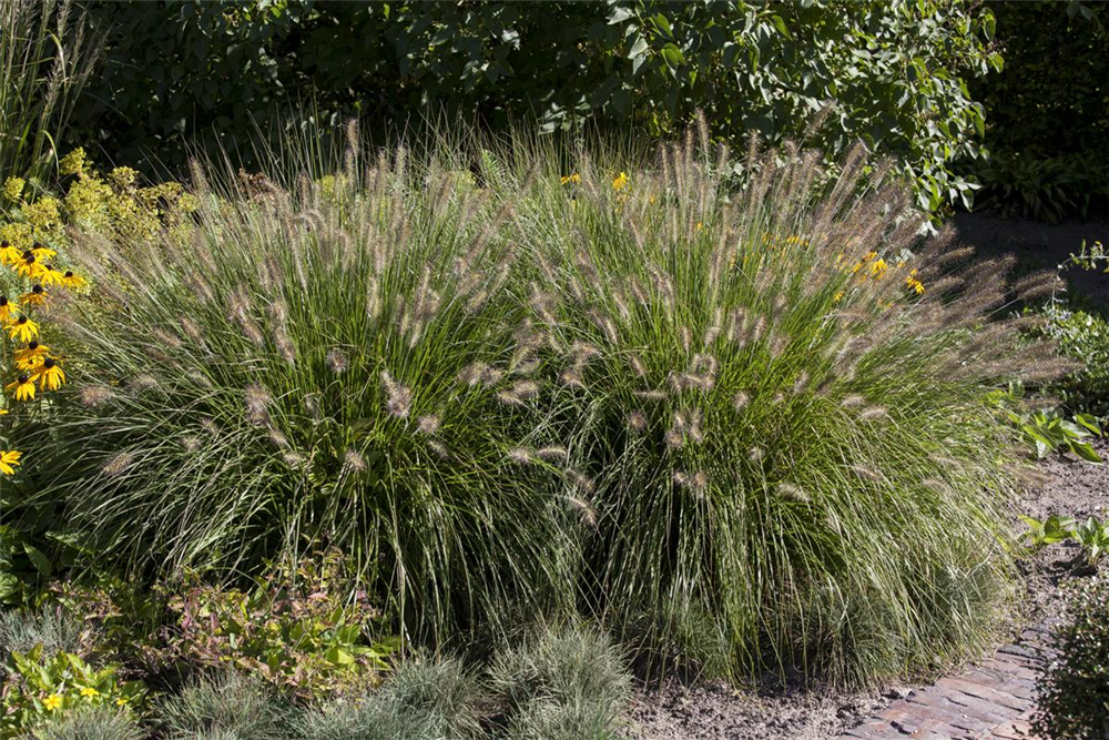 Garten-Federborstengras 'Hameln'