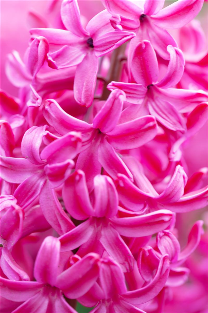 Hyazinthe 'Jan Bos' - 5 Blumenzwiebeln