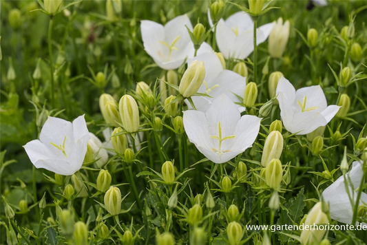 Campanula carp.'Weiße Clips'