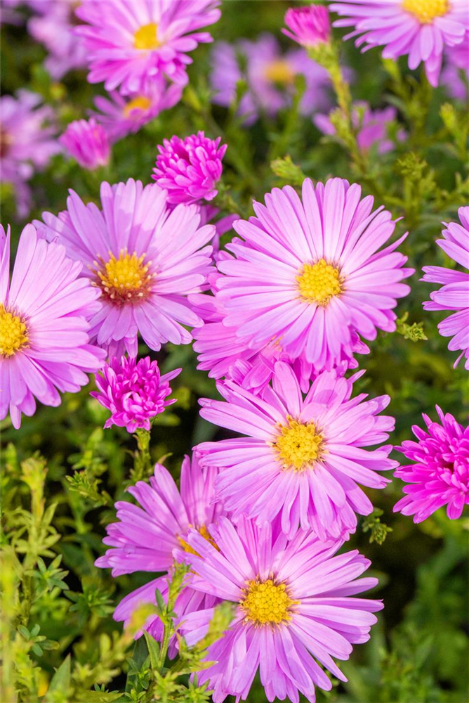 Kissen-Aster