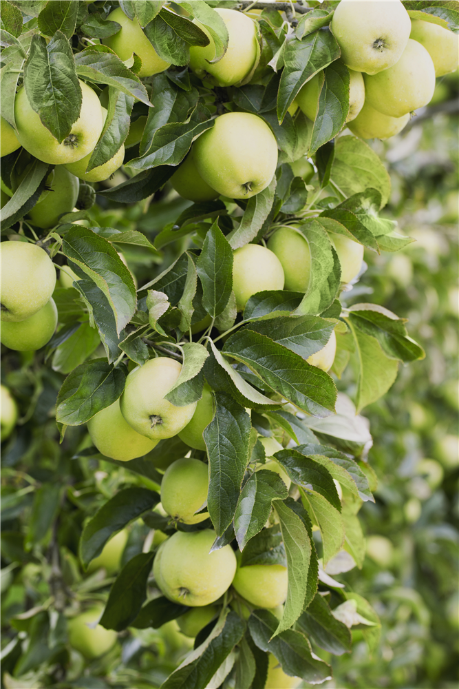 Apfel 'Golden Delicious'