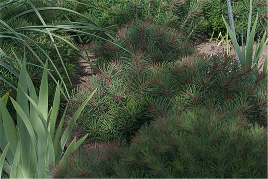 Garten-Zypressen-Wolfsmilch 'Fens Ruby'