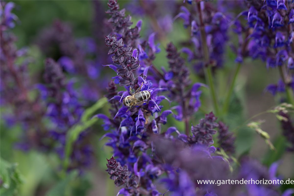 Garten-Blüten-Salbei 'Mainacht'