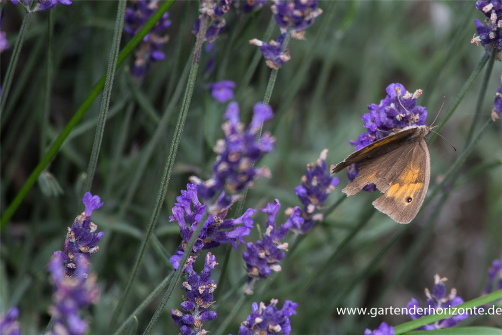 Lavandula angustifolia 'Hidcote Blue'