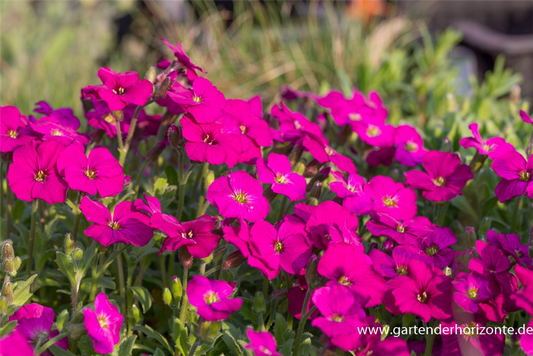 Aubrieta x cult.'Regado Red'