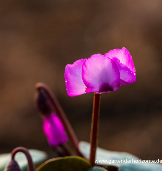 Cyclamen coum 'Rose Silverleaf'