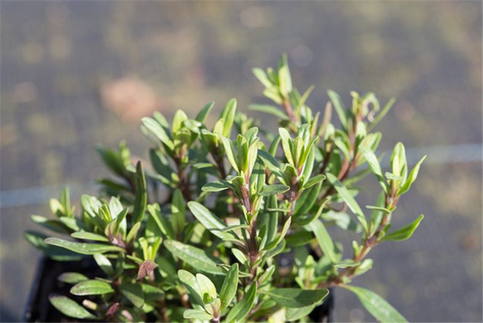 Hyssopus officinalis ssp.aristatus