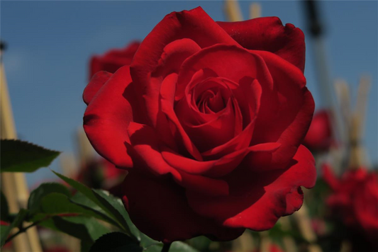 Edelrose 'Grande Amore'®