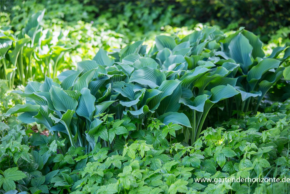 Graublaue Garten-Funkie 'Krossa Regal'