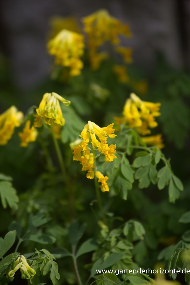 Corydalis lutea
