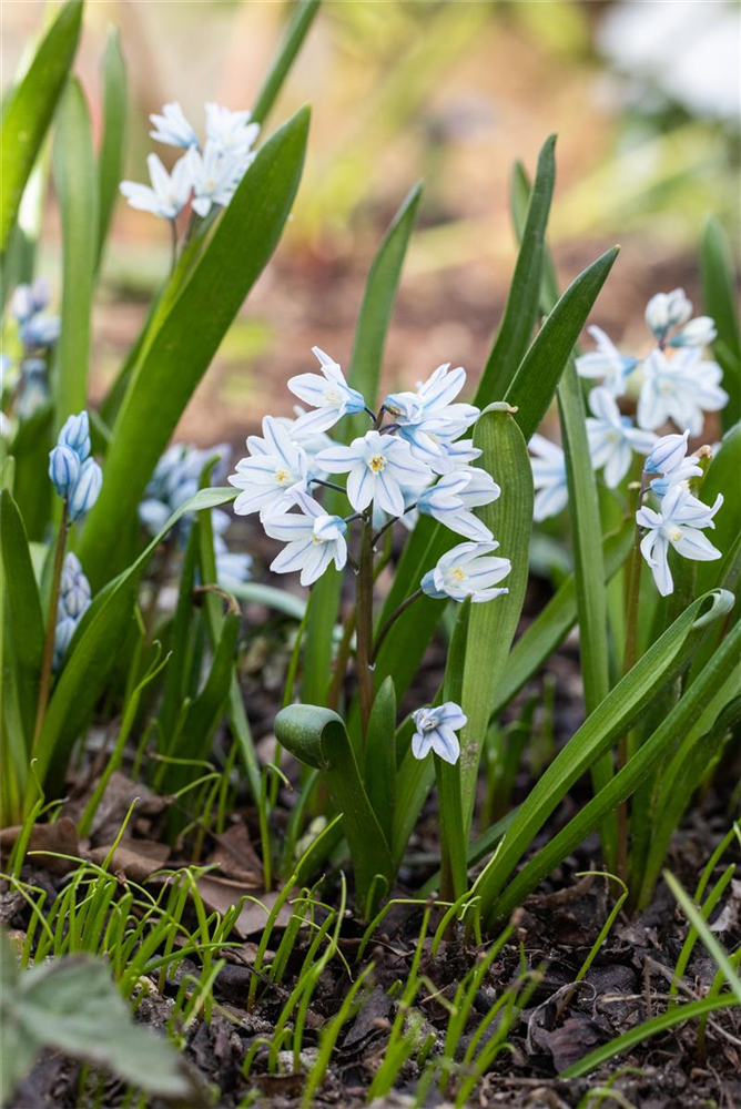 Apollo-Scheinhyazinthe - 10 Blumenzwiebeln
