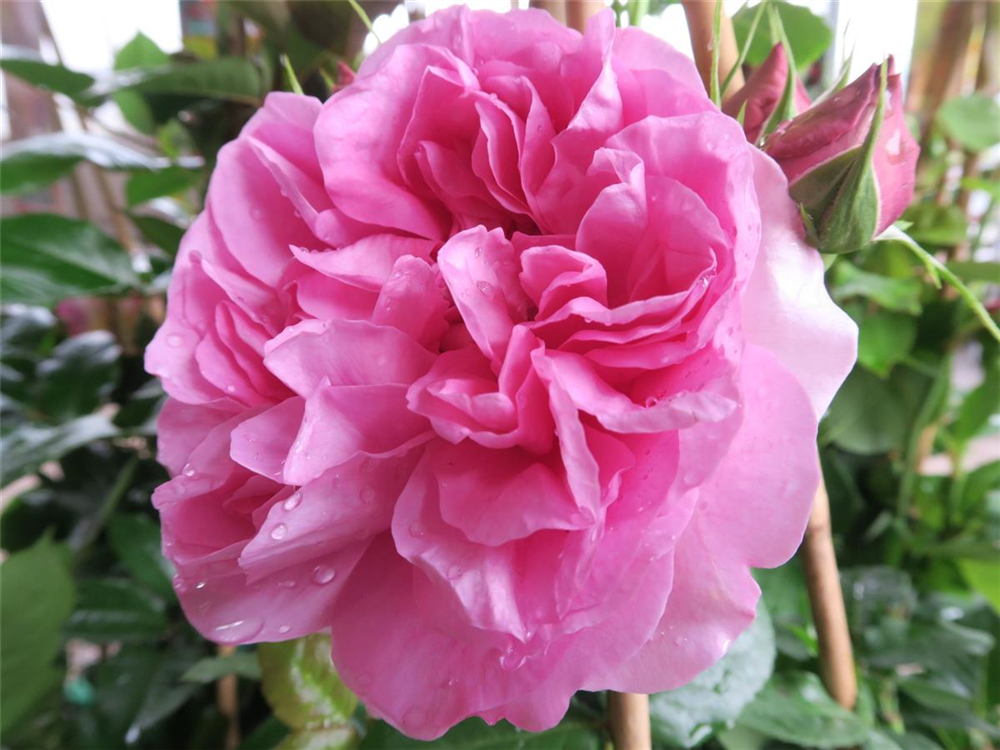 Edelrose 'Pompadour'®