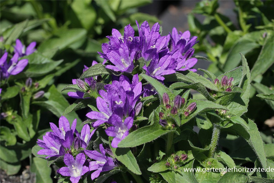 Campanula glomerata 'Acaulis'