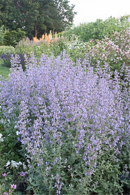 Garten-Katzenminze 'Six Hills Giant'