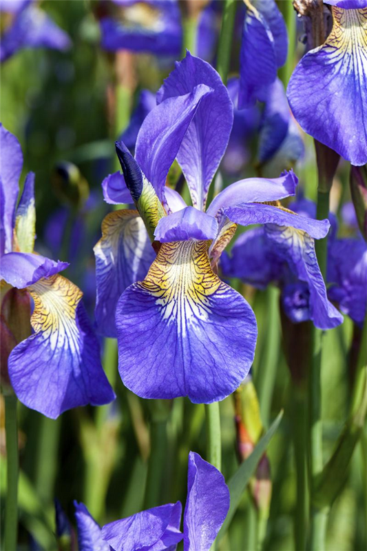 Iris sibirica