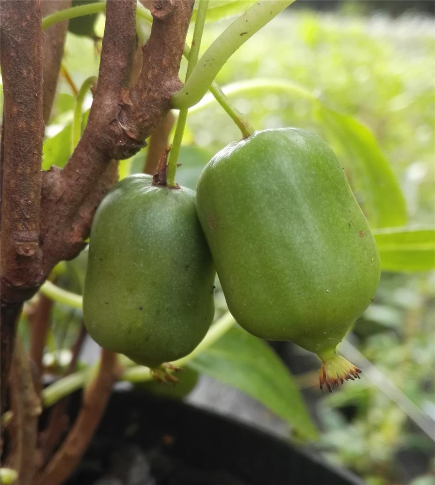 Kiwi 'Super Issai'