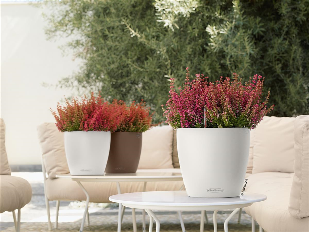 LECHUZA CLASSICO Color 21