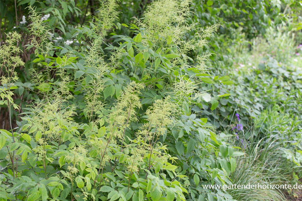 Hoher Wald-Geißbart
