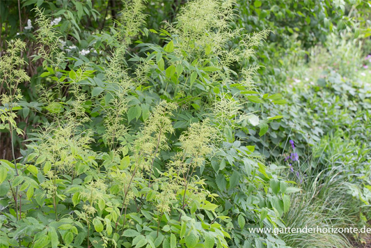 Hoher Wald-Geißbart